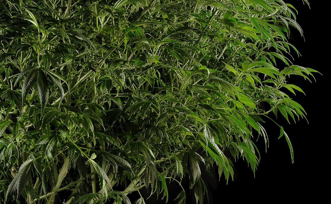 Is Cannabis Legal In Thailand? Here’s The Latest Update