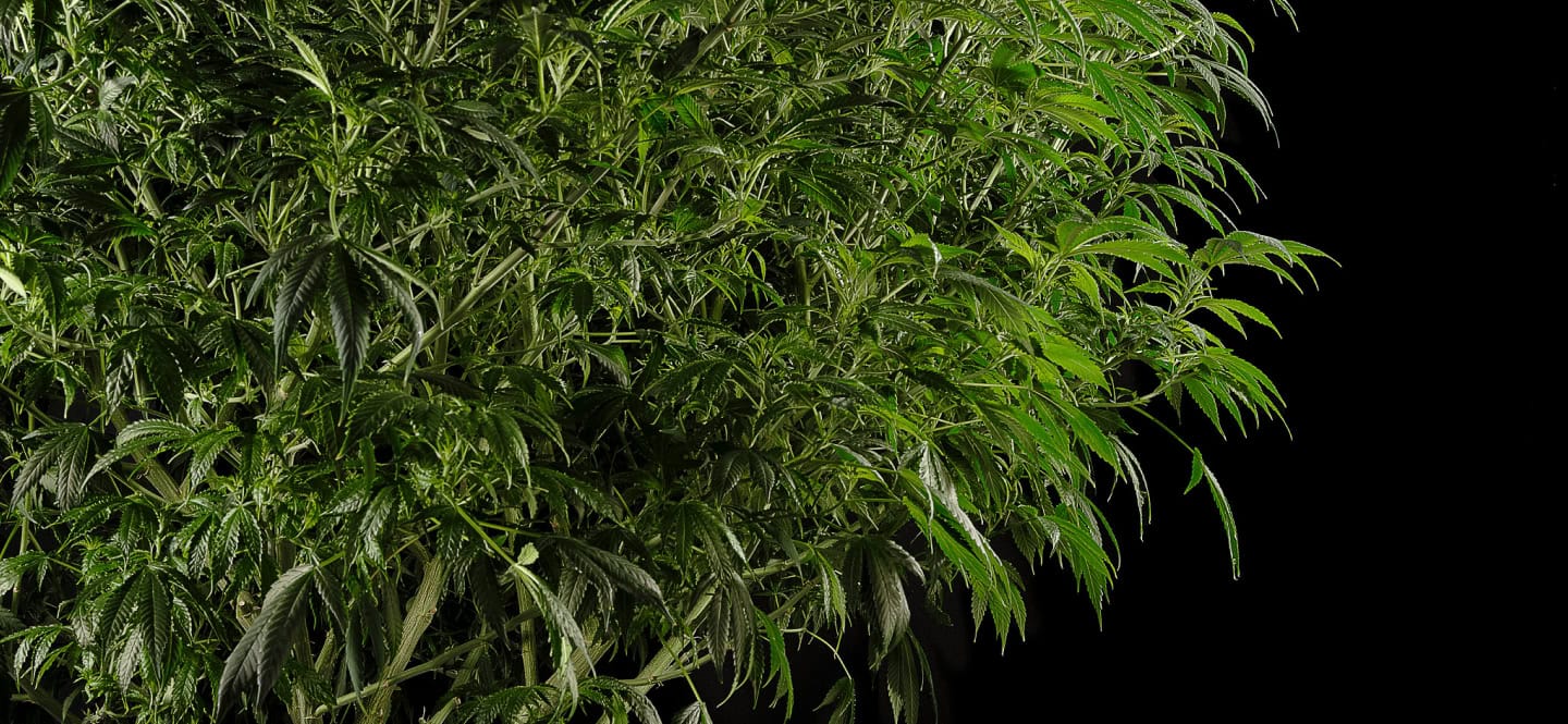 highest quality mother plants and clones