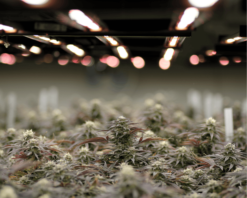Types of Cannabis Grade