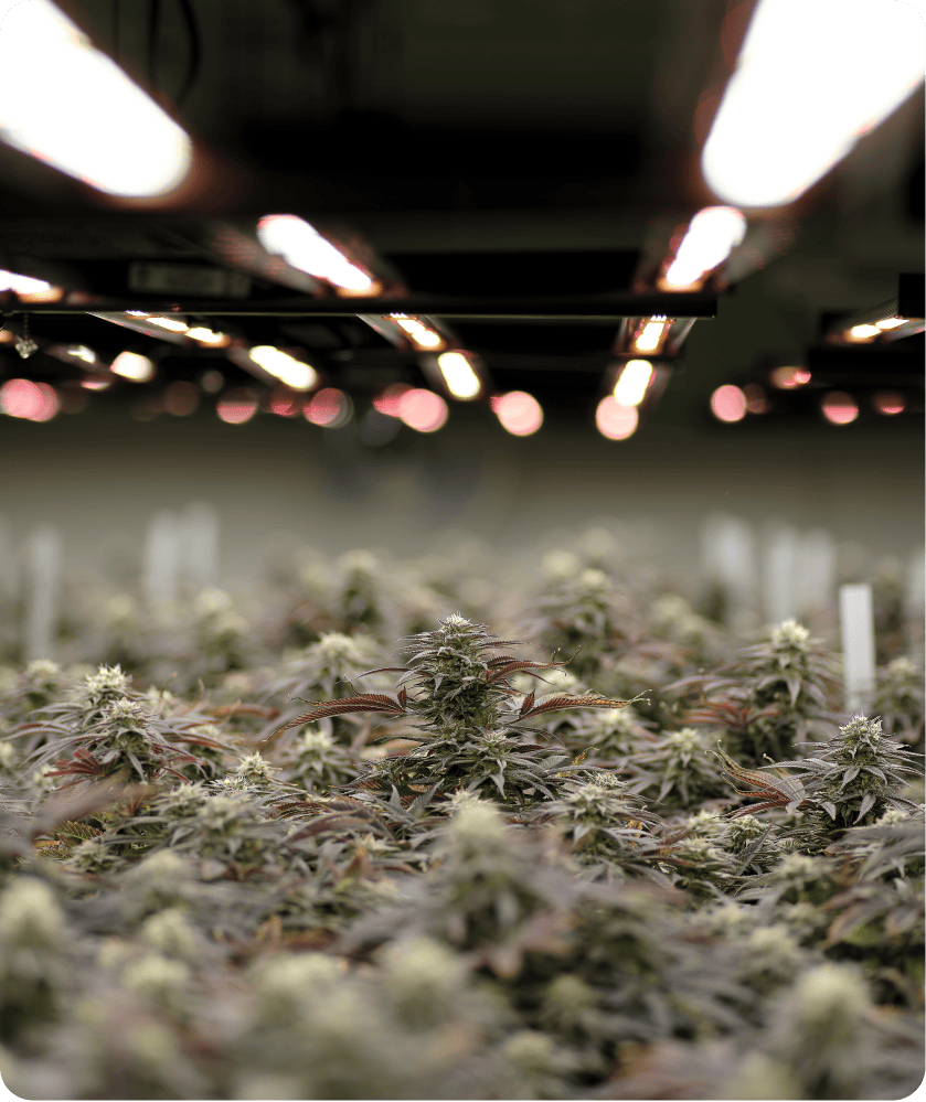 Types of Cannabis Grade