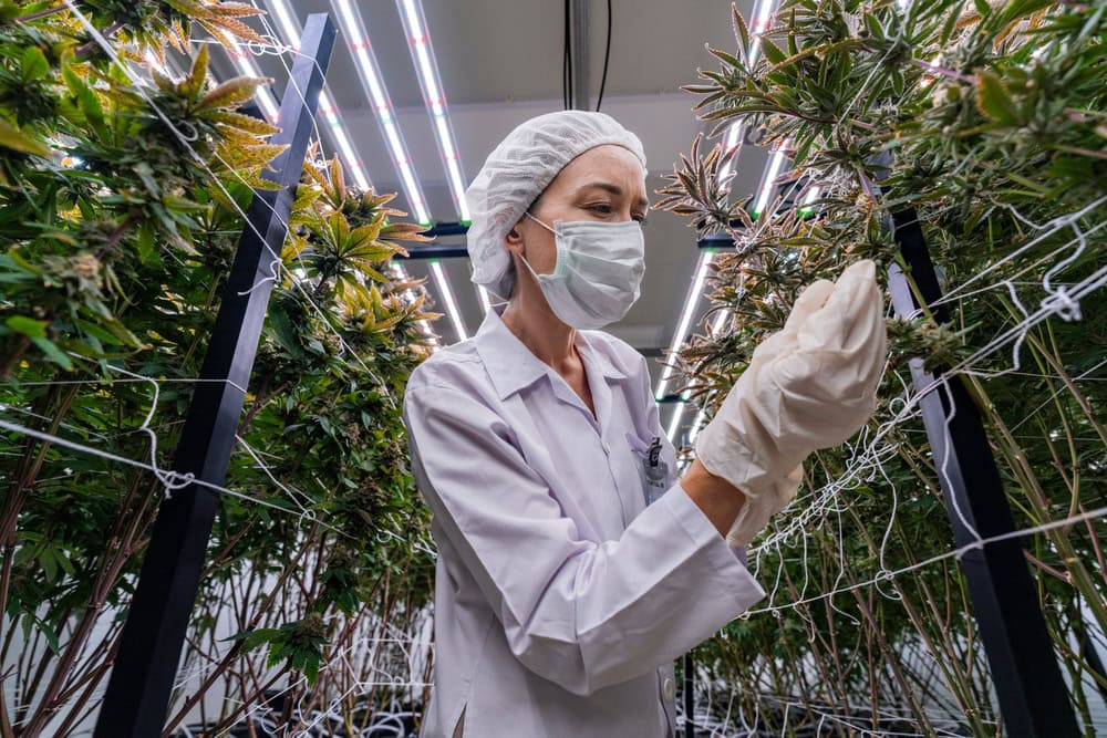 Researcher inspecting cannabis plants in a GACP-certified indoor facility in Thailand