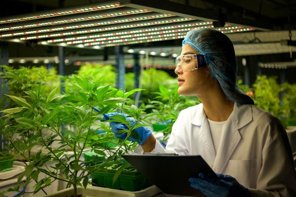 A doctor examines lab-tested medical cannabis flowers grown indoors in a cannabis farm.