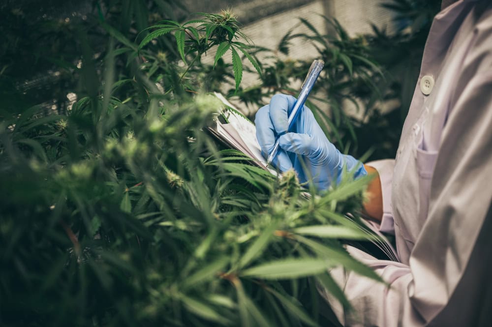 Scientist examining and analyzing cannabis cultivars, comparing sativa vs indica characteristics