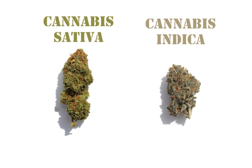 Cannabis sativa vs indica buds compared side by side, same family but different effects