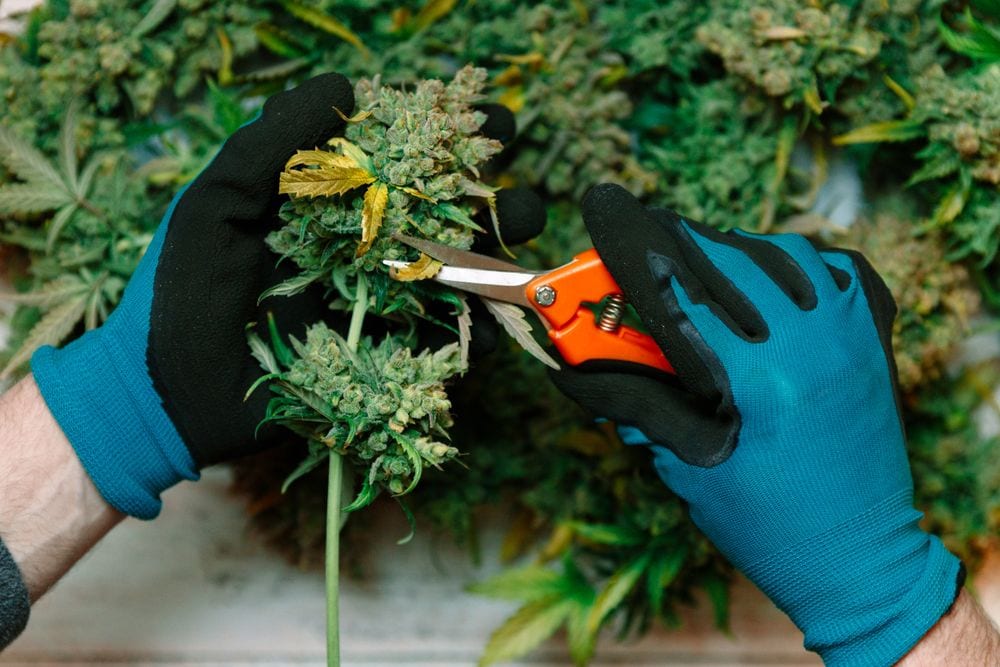 Gloved hands trim cannabis flower rich in compounds that engage the endocannabinoid system