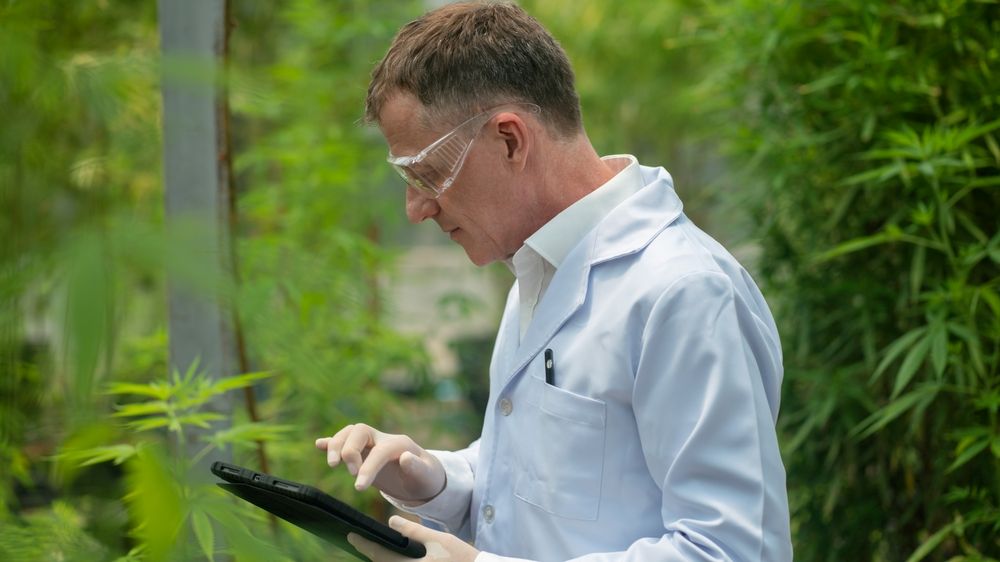 Scientist examining cannabis under grow lights, studying endocannabinoid system function