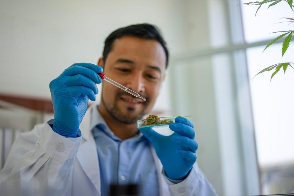 Scientist examining cannabis leaf under lab conditions for medical quality testing