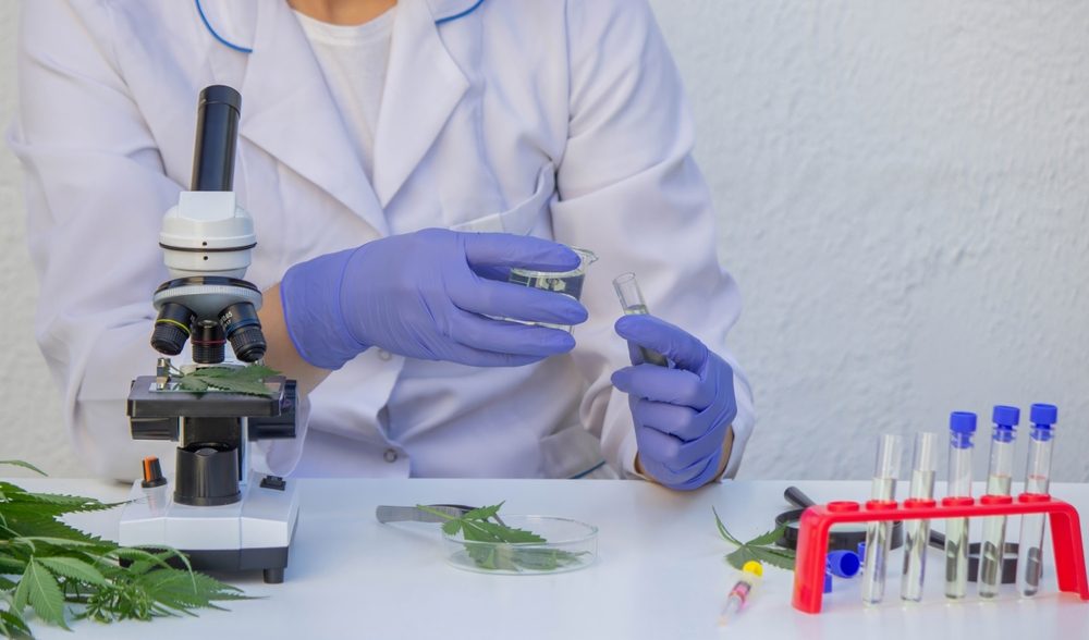 Lab scientist conducting cannabis lab testing research for medical quality results