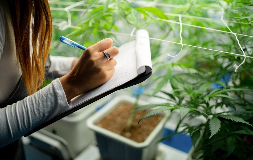 Researcher documenting cannabis plants during cultivation as part of maintaining cannabis quality