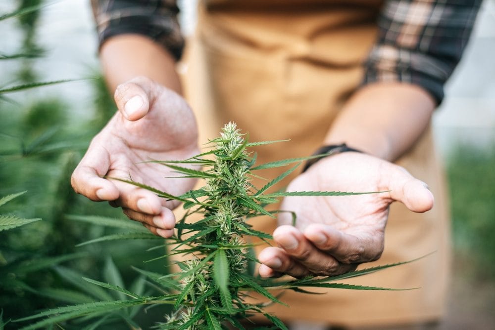 Farmer holding a healthy flowering cannabis plant, reflecting the care behind cannabis quality