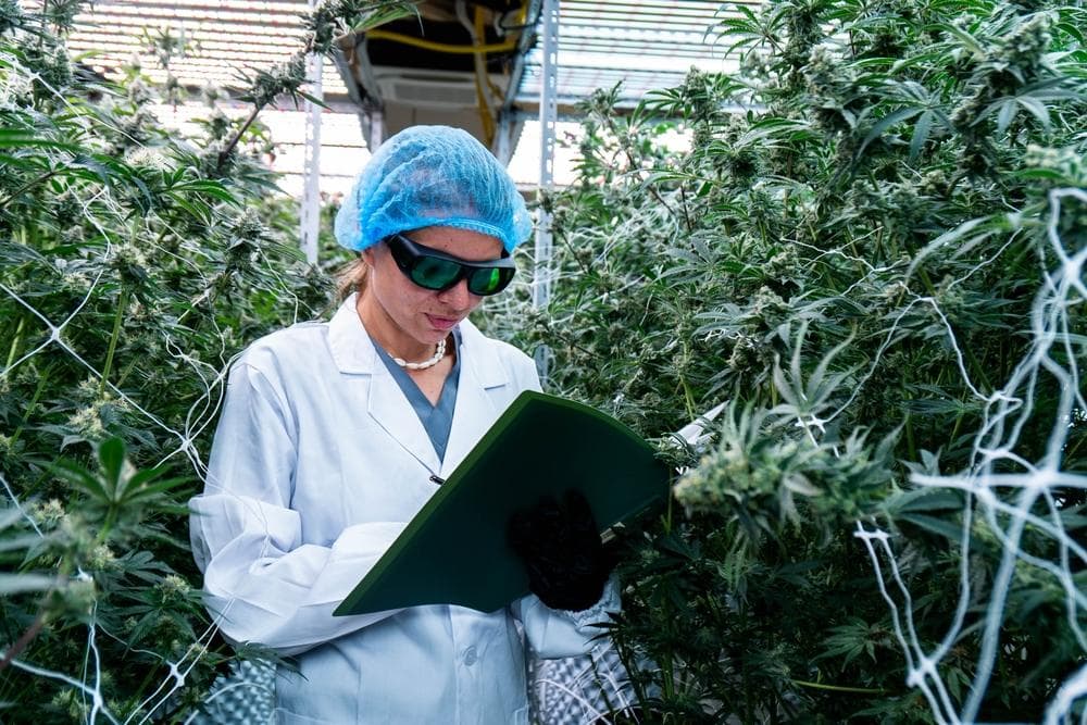 Technician analyzing cannabis plants in a GACP-certified greenhouse for quality control