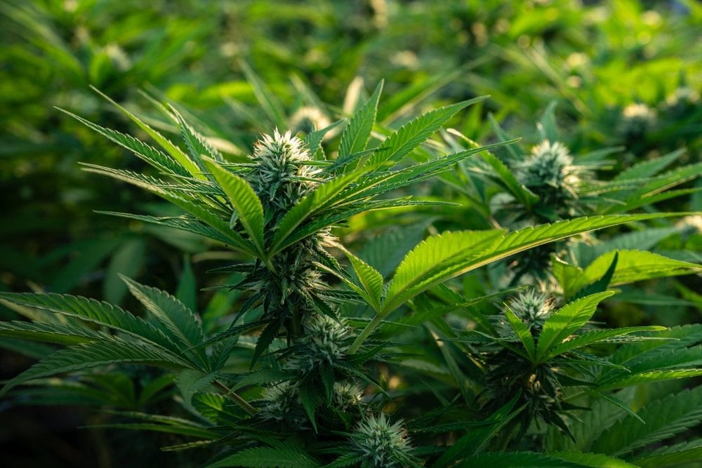 Outdoor cannabis strain showing hybrid genetics used in medical cannabis strain guide selection