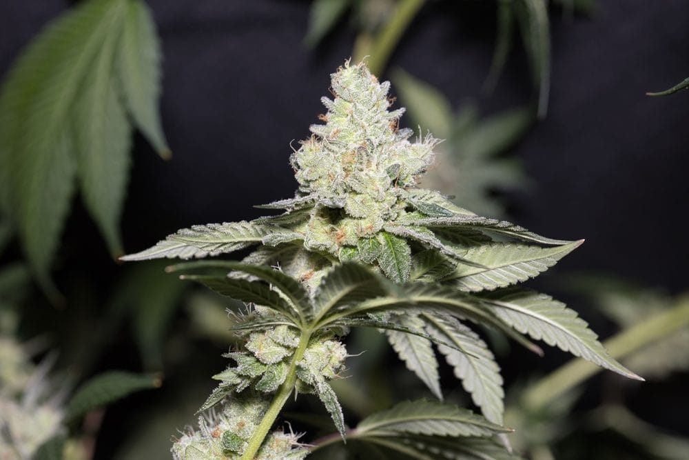 Close-up of a cannabis flower with visible trichomes, the source of cannabis terpenes