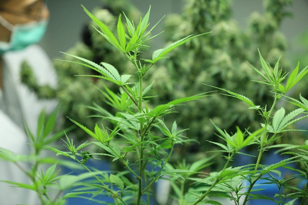 Commercial cannabis grown indoors at a GACP-certified facility in Bangkok.