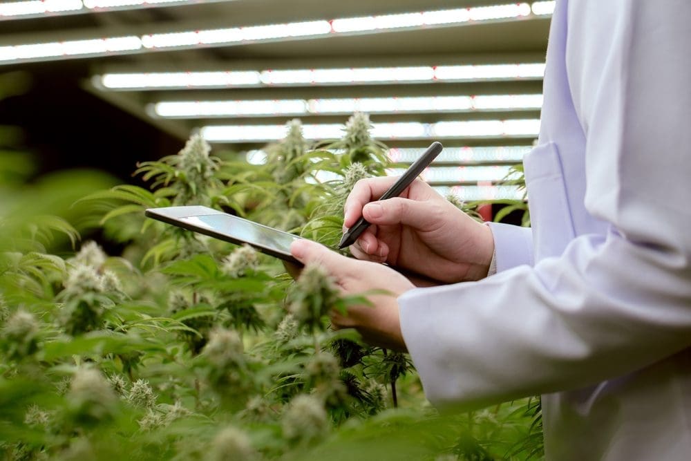 GACP-certified indoor cannabis farm maintaining medical-grade cultivation standards in Bangkok.