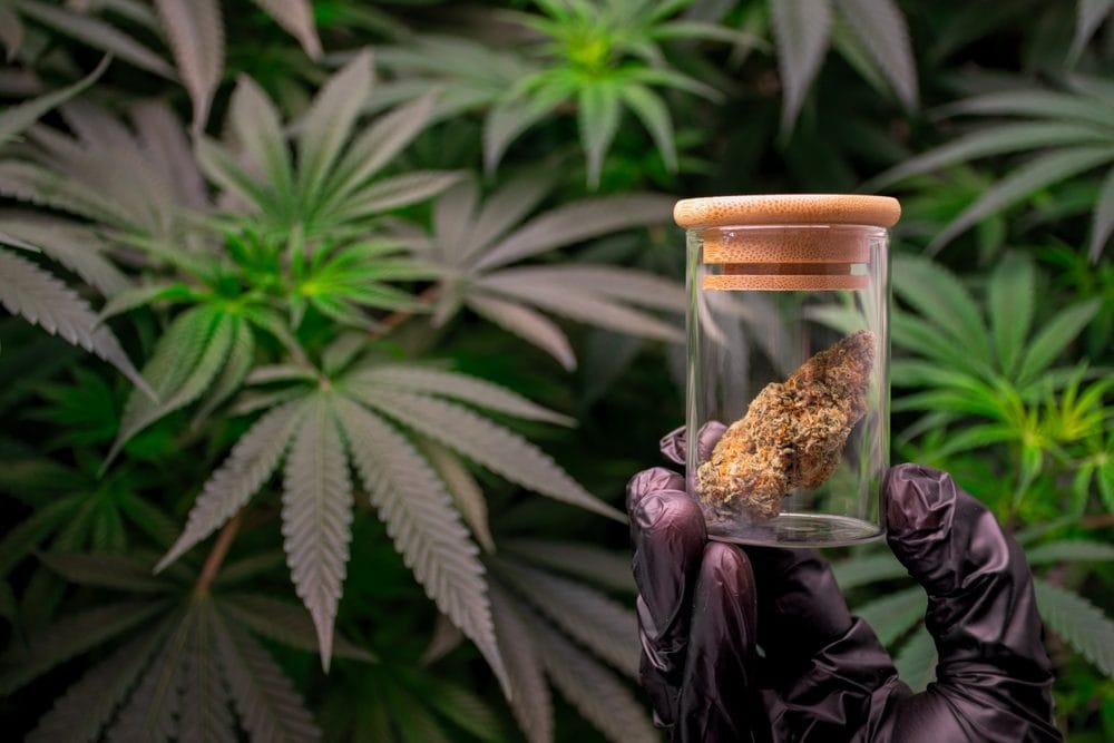 Scientist holding a glass jar with medical cannabis buds for lab-verified quality inspection.