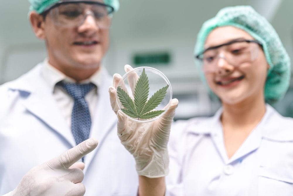 Lab researchers examining cannabis, part of the science behind proper medical cannabis dosage