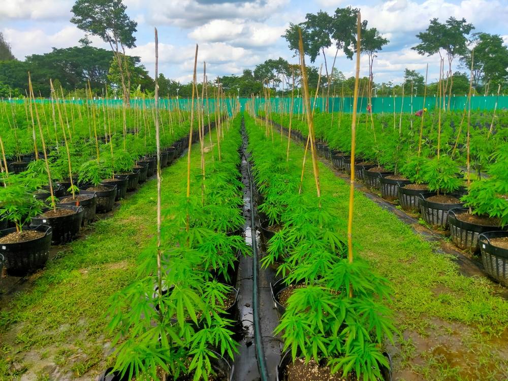 Cannabis plants growing outdoors for medical purposes. These have their own features.