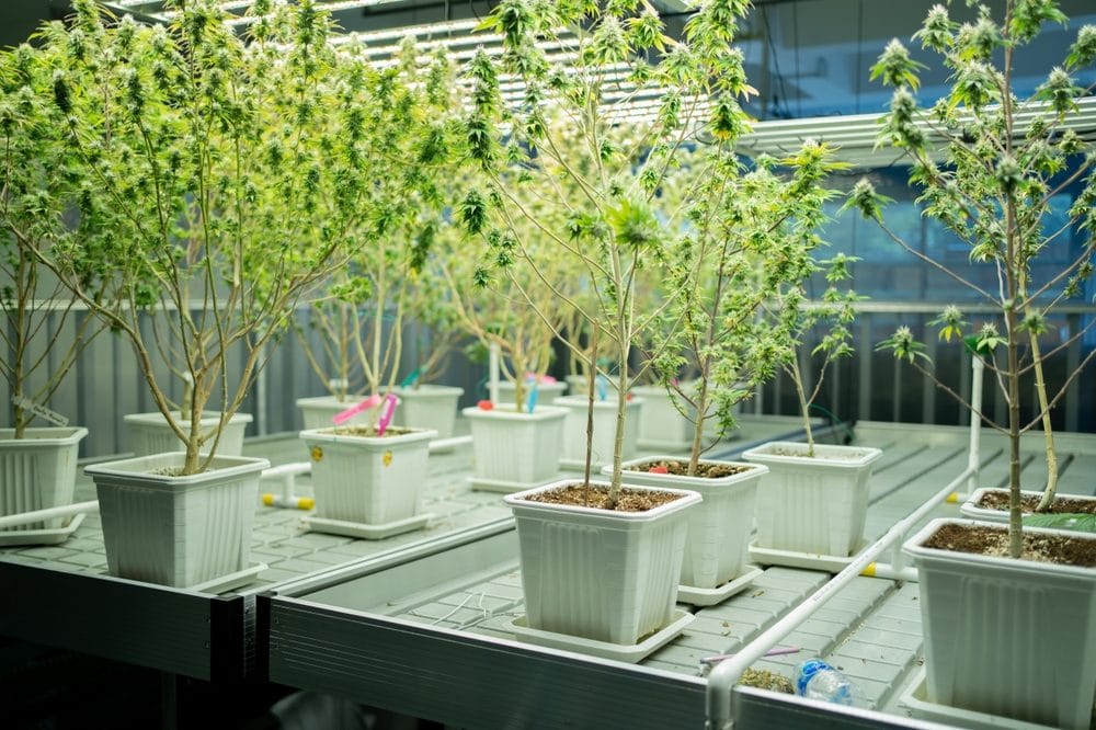 Indoor cannabis plants growing under controlled lighting in a Bangkok facility.