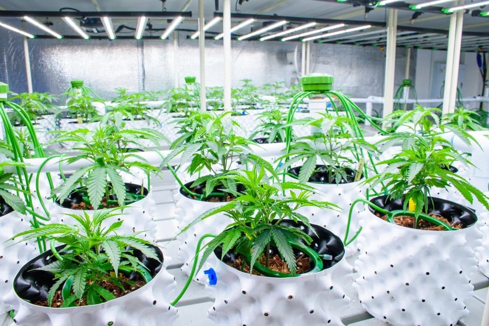 Medical-grade cannabis flowers grown in a lab, subject to stricter requirements.